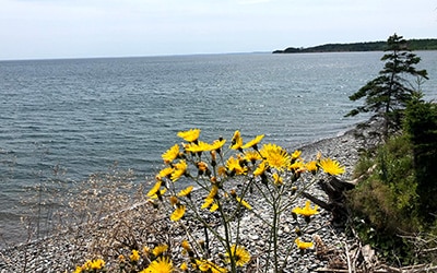 Flowers along the shore of Chedabucto Bay Estates, Nova Scotia