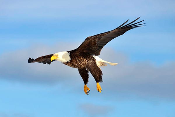 The majestic Bald Eagle can be seen around Nova Scotia. 