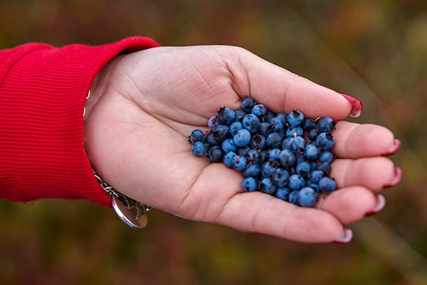 Freshly picked Blueberries at MacInnis Lake Estates