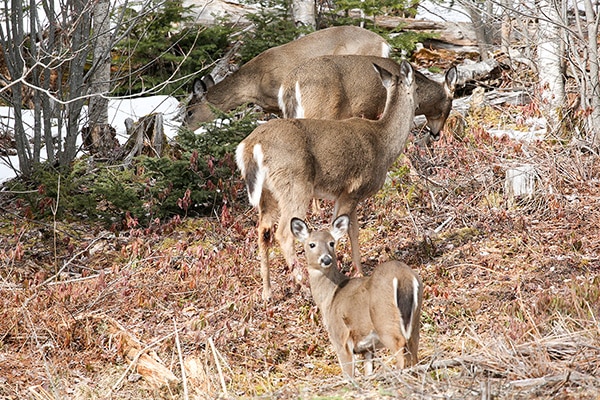 A group of white tailed Deer at MacInnis Lake Estates