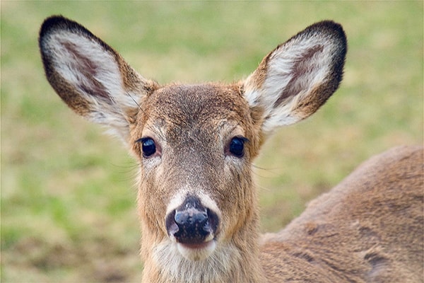 White-tailed Deer Doe close up